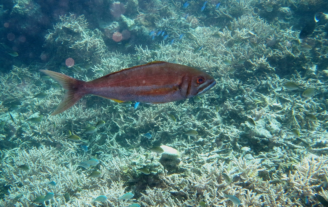 IMG_0889rf_Maldives_Madoogali_Plongee 9_House reef north_Vinaneau tidents_Aphareus furcatus.jpg